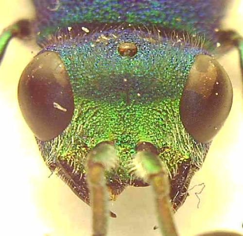 Réf. 346 097 : Chrysura simplex